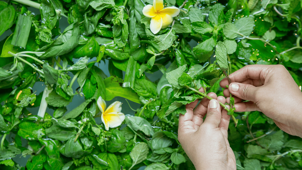 Banho de Ervas Design Sem Nome 1024x577